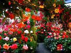 熱帯植物と温室植物の花・南国の花・加西フラワーセンターの温室・熱帯植物園