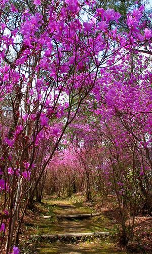 コバノミツバツツジの群落・ミツバツツジの花のトンネル