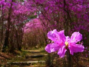 コバノミツバツツジの群落とミツバツツジの花