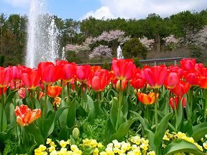 花の広場・噴水庭園とチューリップの花壇