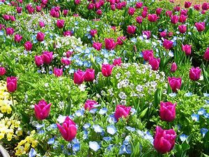 チューリップの花畑と春の花