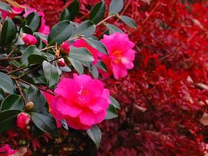 山茶花（サザンカ）の花とドウダンツツジの紅葉