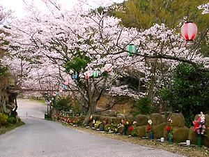 古法華自然公園の桜並木