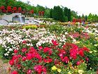 播磨中央公園四季の庭バラ園/薔薇（バラ）の花