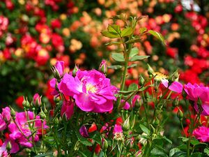 播磨中央公園のバラの花