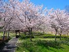 兵庫県立播磨中央公園 桜の園/桜、桜並木、お花見の風景壁紙写真