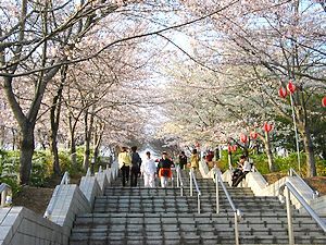 兵庫県立播磨中央公園 桜の園