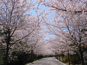 兵庫県立播磨中央公園 桜並木と桜のトンネル