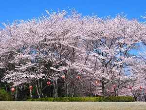 兵庫県立播磨中央公園 桜の園・芝生広場