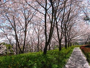 兵庫県立播磨中央公園 桜並木と桜のトンネル
