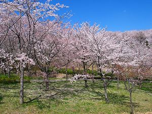 兵庫県立播磨中央公園 桜の園・芝生広場