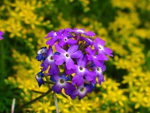 四季の花の写真/四季の庭ルネッサンス庭園・播磨中央公園