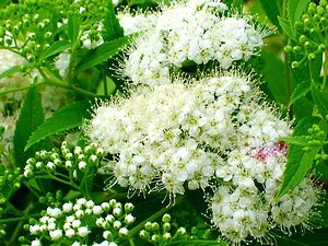 四季の花の写真/四季の庭ルネッサンス庭園・播磨中央公園