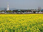 菜の花畑・小野ひまわり公園/北播磨の菜の花畑風景写真