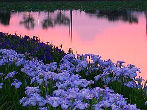 平池公園 花しょうぶ園と夕焼け空