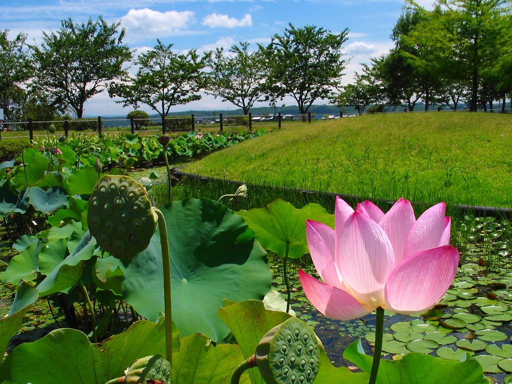 蓮 ハス の花 平池公園 壁紙写真集 無料写真素材