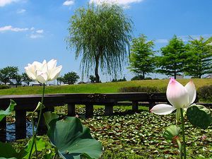 平池公園 南小池の蓮の花