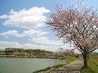 平池公園の桜
