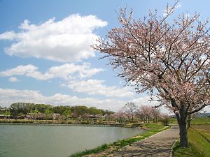 平池公園の桜並木