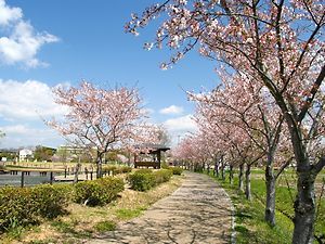 平池公園の桜並木