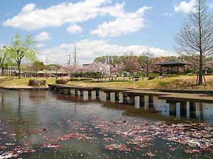 平池公園の桜並木と水面に浮かぶ桜の花びら