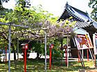 日吉神社と六尺藤