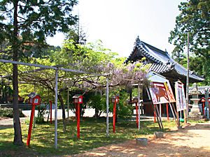 日吉神社の六尺藤