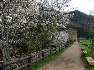 八千代町ホタルの宿路・野間川沿いの桜並木
