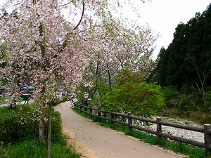 八千代町ホタルの宿路・野間川沿いの桜並木