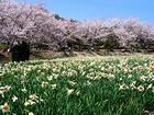 いこいの村はりま・播磨の桜と水仙の名所・公共の宿加西いこいの村播磨