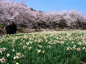 水仙の花と桜並木
