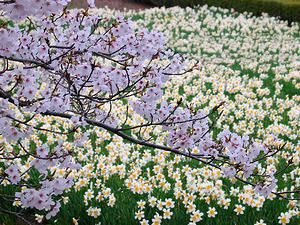 水仙の花と桜の花
