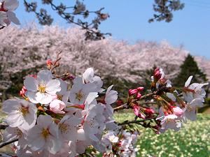 水仙の花と桜の花