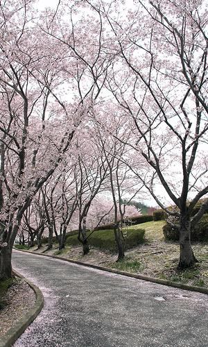 いこいの村播磨の桜並木・桜のトンネル