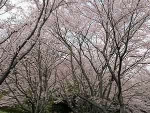 いこいの村播磨の桜並木・桜のトンネル