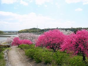 いこいの村播磨の桜