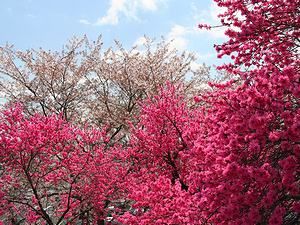 いこいの村播磨の桜