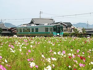 河高コスモス畑とJR加古川線電車