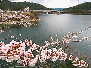 翠明湖・翠大橋と桜