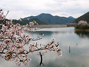 糀屋ダム・翠明湖と桜