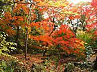 兵庫県立三木山森林公園・モミジ谷の紅葉・秋の風景
