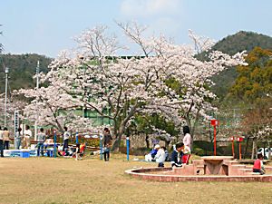 西脇公園の桜