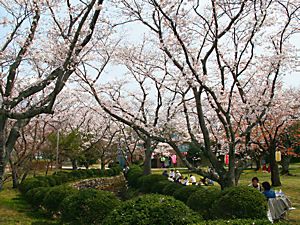 西脇公園の桜