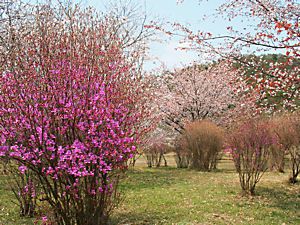 西脇公園のコバノミツバツツジと桜