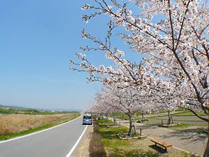 おの桜づつみ回廊/小野市・加古川堤防の桜並木