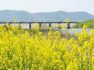 加古川河川敷の菜の花と粟田大橋