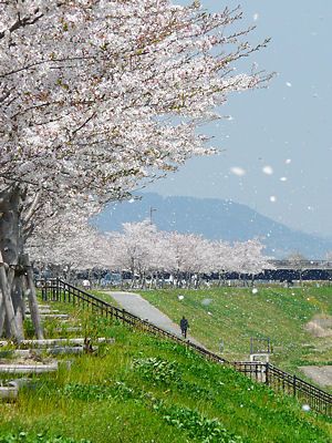 桜吹雪・おの桜づつみ回廊
