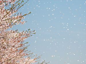 桜吹雪・おの桜づつみ回廊