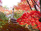 西林寺の紅葉/北播磨の紅葉スポット