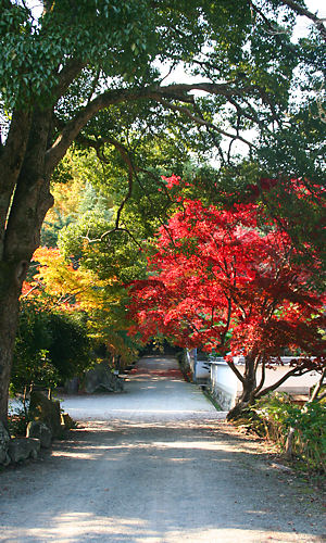 西林寺の紅葉